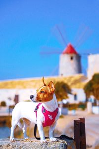 Tsunami the jack russell terrier dog posing at the windmill of the salt museum in trapani, sicily