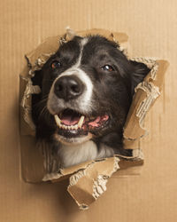 High angle portrait of dog looking at camera