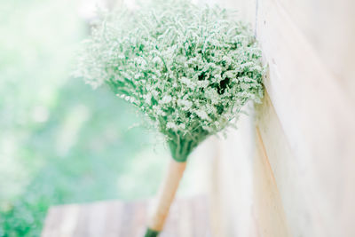 High angle view of white flowering plant