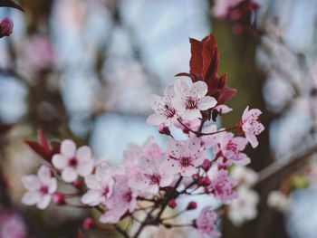 Close-up of pink cherry blossom