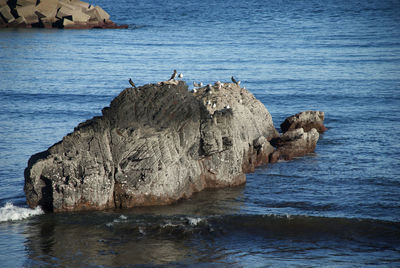 View of birds perching on rock by sea