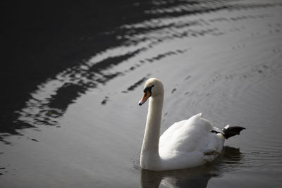 Swan swimming in lake