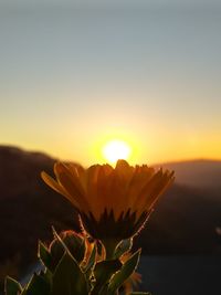 Close-up of orange flower against sky during sunset