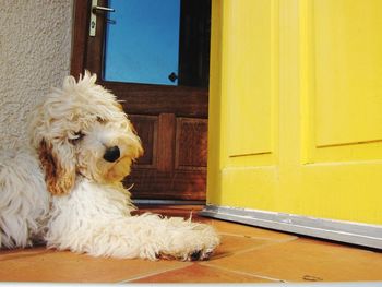 Portrait of dog outside house