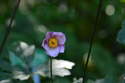 Close-up of purple flowering plant