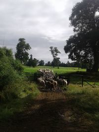 Cows on field against sky