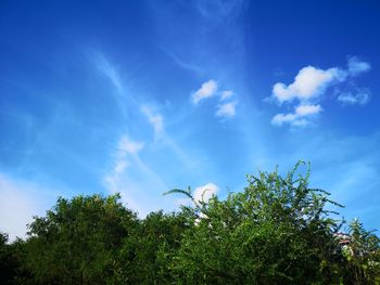 Low angle view of plants against blue sky