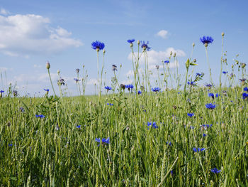 Purple flowering plants on field against blue sky