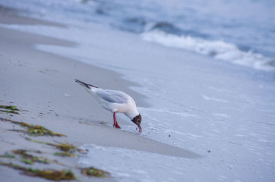 Black-headed gull at beach