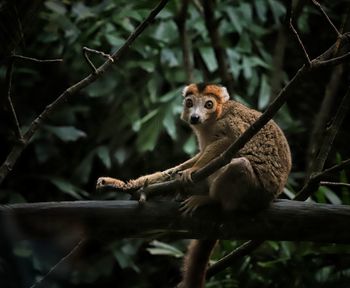 Monkey sitting on tree branch