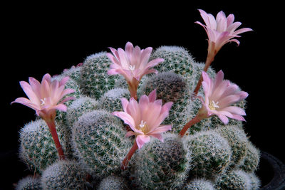 Close-up of pink flowering plant against black background