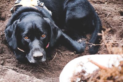 High angle portrait of black dog