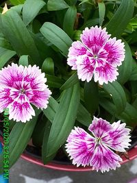 Close-up of pink flowering plant