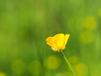 Close-up of yellow flower against blurred background