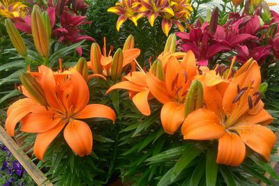 Close-up of orange day lily blooming outdoors
