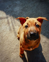 High angle portrait of dog on road in city