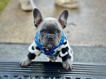 High angle portrait of a dog