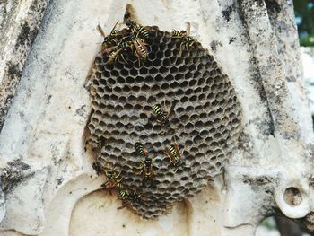 Close-up of bee on leaf