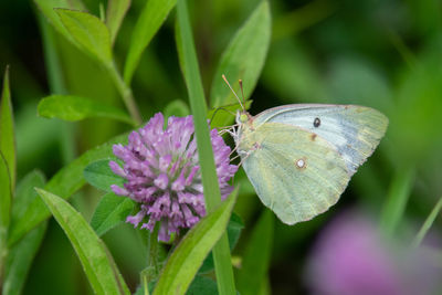 Close-up of butterfly pollinating on purple flower