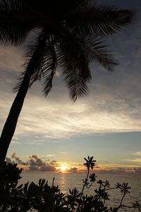 Silhouette palm tree by sea against sky at sunset