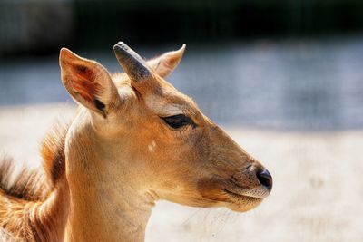 Close-up of gazelle