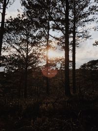 Trees in forest against sky during sunset