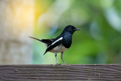 Close-up of bird perching outdoors