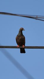 Low angle view of bird perching on cable against clear sky