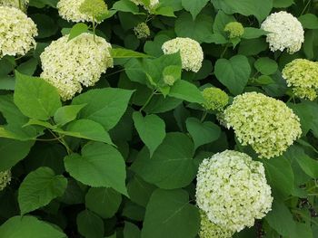 High angle view of white rose on leaves