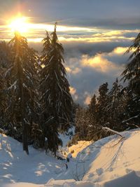 Trees on snow covered land against sky during sunset