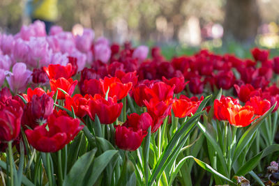 Close-up of red tulips in park