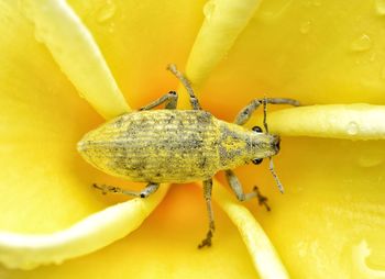 Close-up of insect on yellow flower