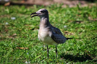 Close-up of bird perching on grass