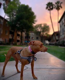 Dog in a park