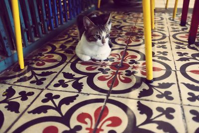 Close-up of cat sitting under chair on tiled flooring