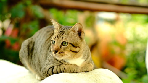 Close-up of a cat looking away