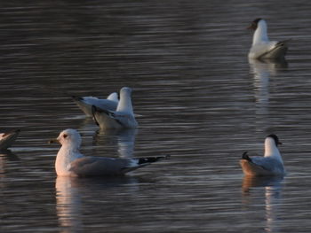 Swans swimming in lake