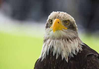 Close-up portrait of eagle against blurred background