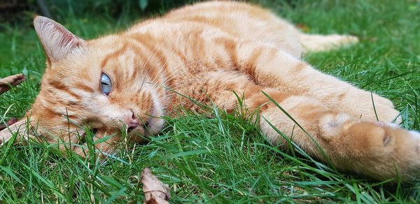 Cat lying on grass