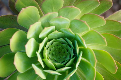 Close-up of succulent plant