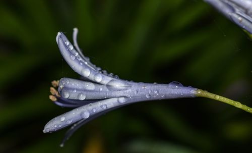 Close-up of water drops on purple flower