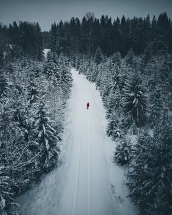 Snow covered road and trees in forest