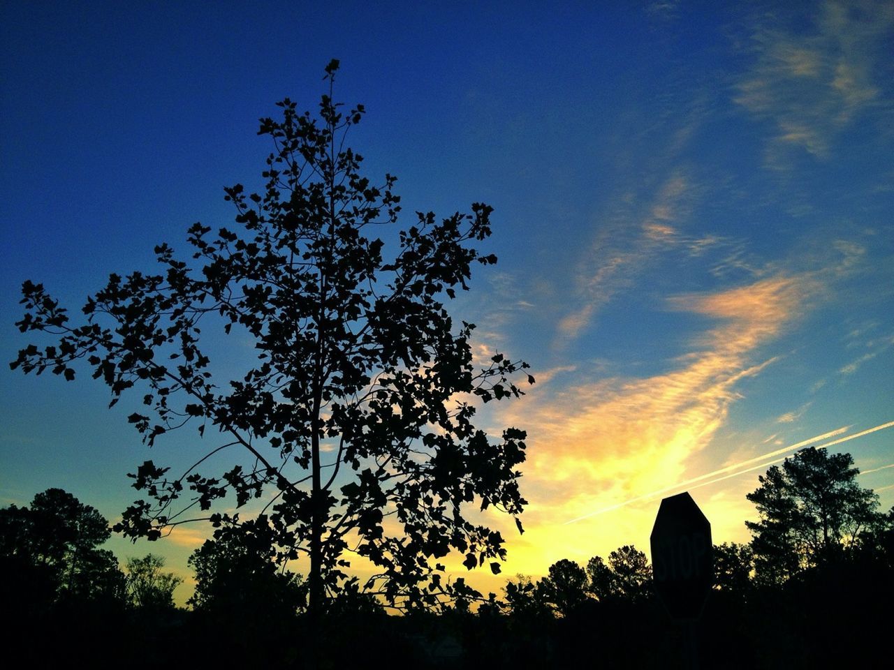 silhouette, tree, sunset, low angle view, sky, tranquility, beauty in nature, scenics, tranquil scene, nature, blue, growth, orange color, idyllic, branch, outdoors, no people, outline, cloud - sky, cloud