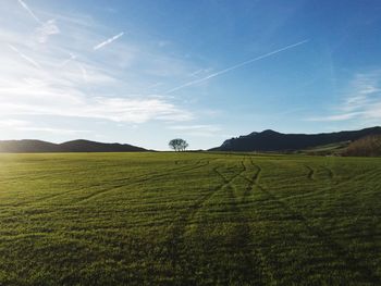 Scenic view of agricultural field against sky