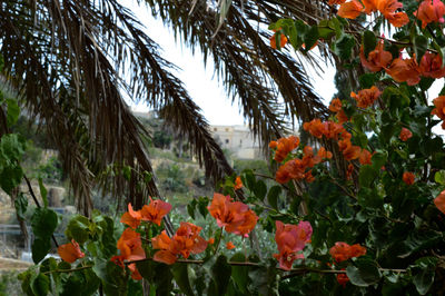 Close-up of flowers on plant