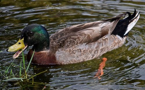 Mallard duck swimming in lake