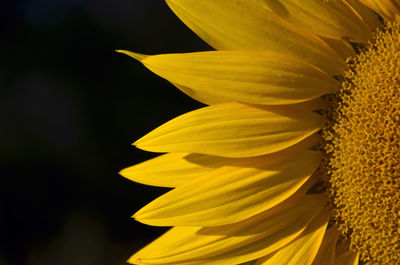 Close-up of yellow flower