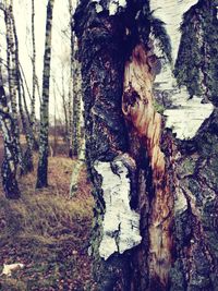 Trees growing on rocks