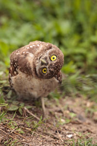 Funny burrowing owl athene cunicularia tilts its head outside its burrow on marco island, florida