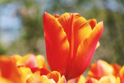 Close-up of orange tulips